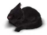 Bcat_s1_sleeping_160x120