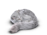 Belu_s1_sleeping_160x120