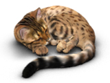 Beng_s1_sleeping_160x120