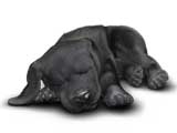 Black_lab_sleeping_160x120