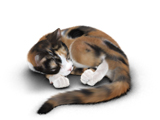 Coco_s1_sleeping_160x120