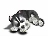 Husky_sleeping_160x120