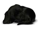Pblm_s1_sleeping_160x120