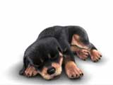 Rottweiler_sleeping_160x120
