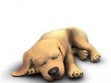 Yellow_lab_sleeping_160x120